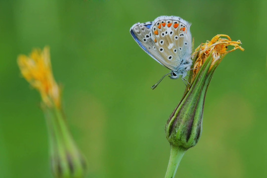 對(duì)花