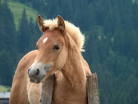 馬