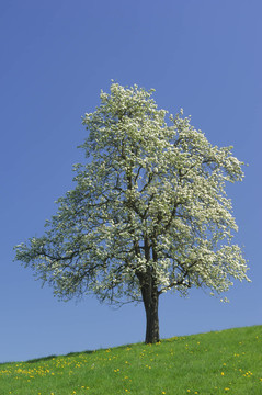 藍(lán)