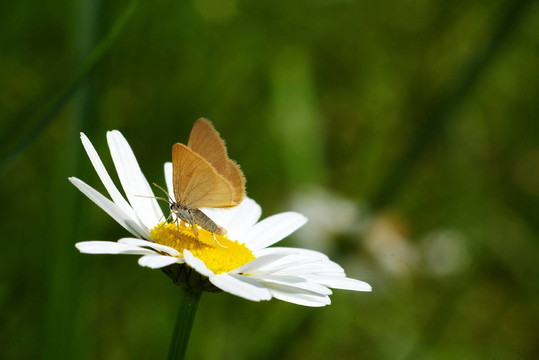 蝴蝶在雛菊