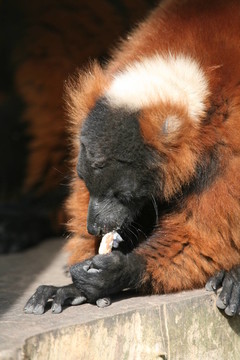 動物