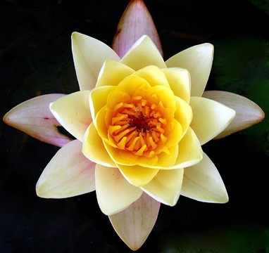 seerose3