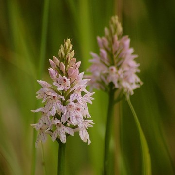 knabenkraut