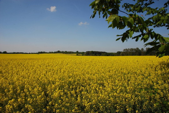 rapsfeld3dsc00038