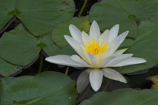 水