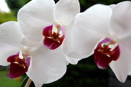 蝴蝶蘭（蘭花）