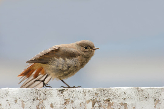 鳥