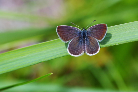 矮藍(lán)知更鳥