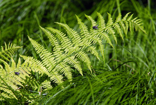 植物