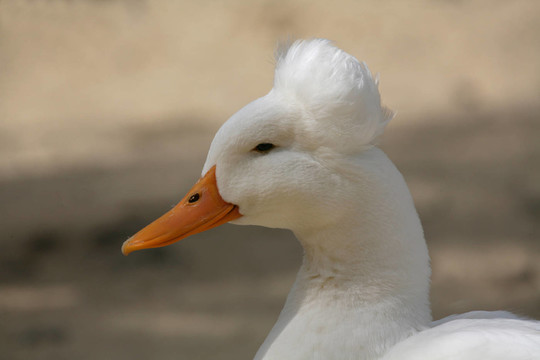 鳳頭鴨