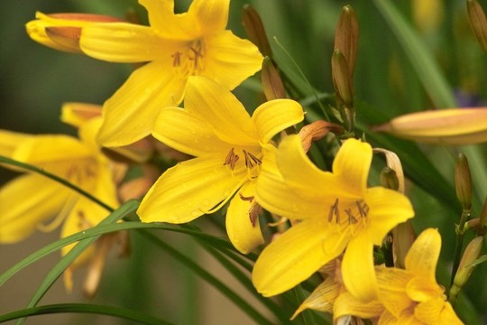 黃色百合花2