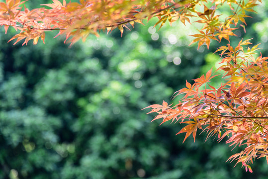園林風(fēng)景