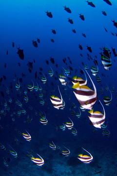 wimpelfische 3