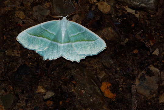 campaea margaritata