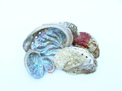01節(jié)鮑魚