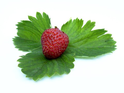 strawberry 02