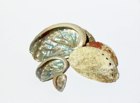 02節(jié)鮑魚(yú)