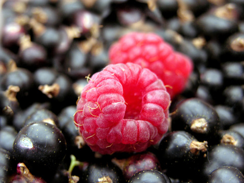 beerenmix