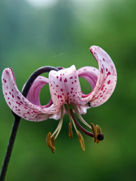 花卉