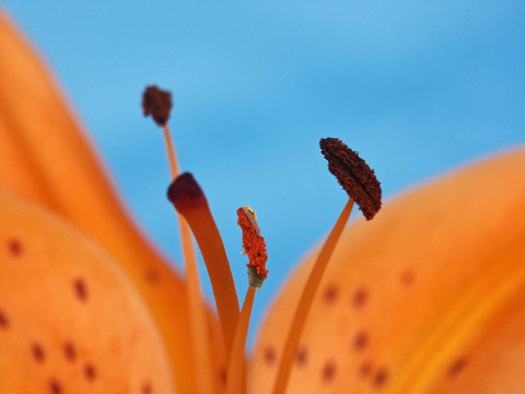 藍(lán)色的花