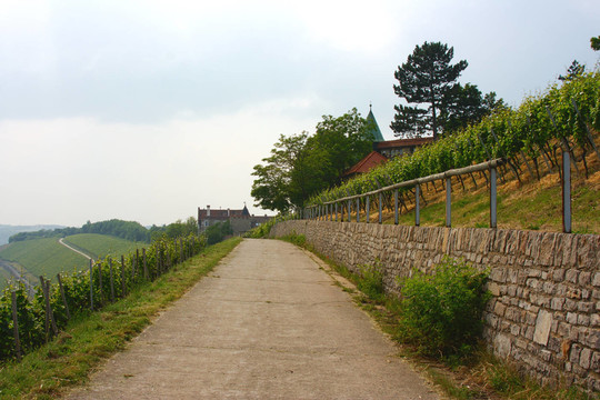 葡萄園