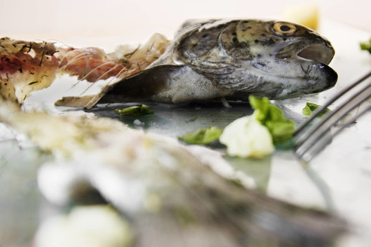 吃鱒魚(yú)