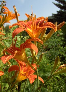 黃花菜01