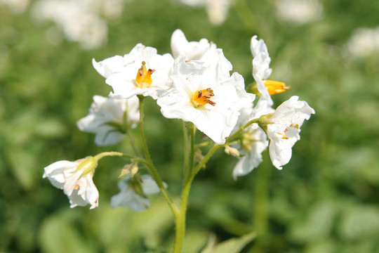 馬鈴薯花