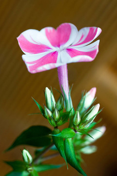 flammenblume
