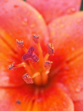 lilienblüTE