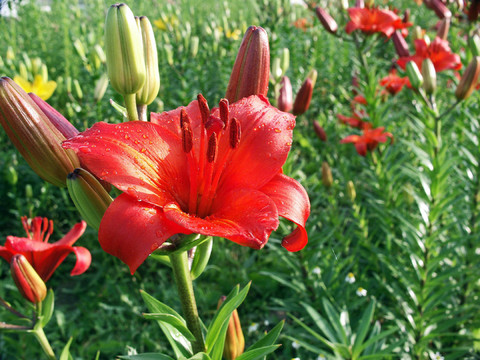 橙花
