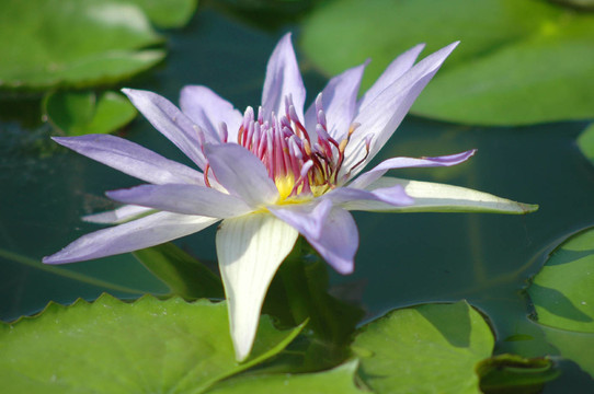 開花