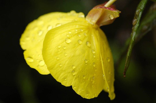 櫻花