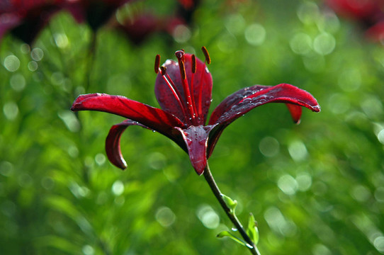 lilienblüTE