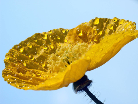 罌粟花伴雨滴