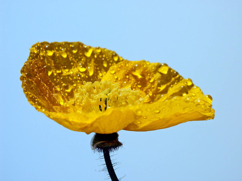 罌粟花伴雨滴