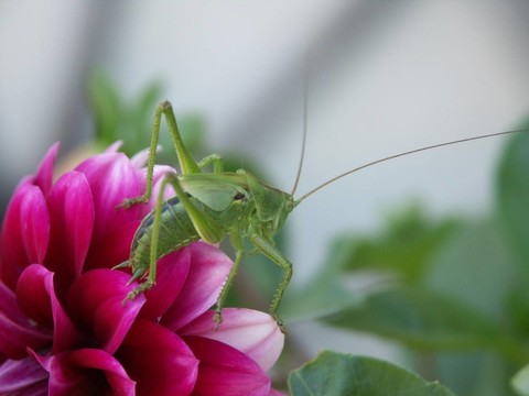 花園里的游客4