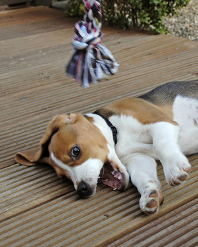 beaglewelpe韋伯斯特失控