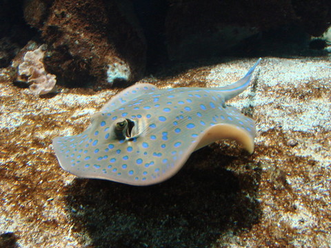 藍(lán)斑條尾魟-藍(lán)寶黃貂魚
