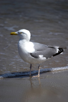 動(dòng)物