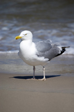 海鷗