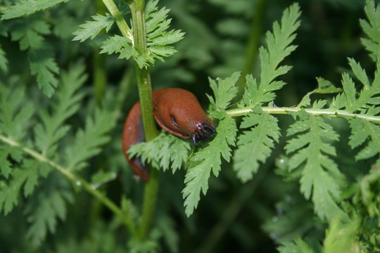 藍(lán)色