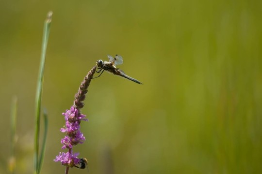蜻蜓背光