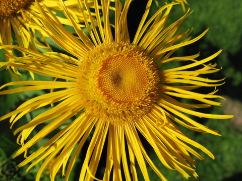 riesenalant