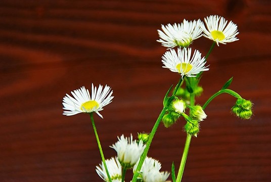 在路邊的雛菊