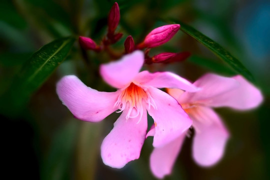 bougainvilea玫瑰