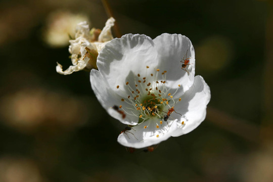 巴特利特梨（Pyrus communis）