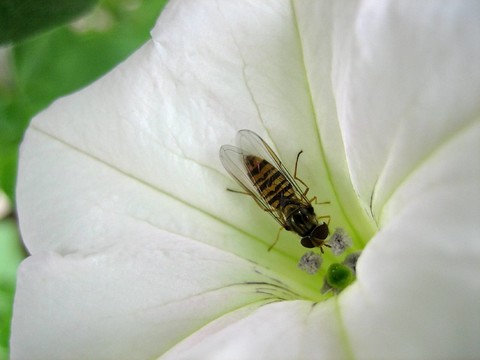 與schwebefliege錦葵