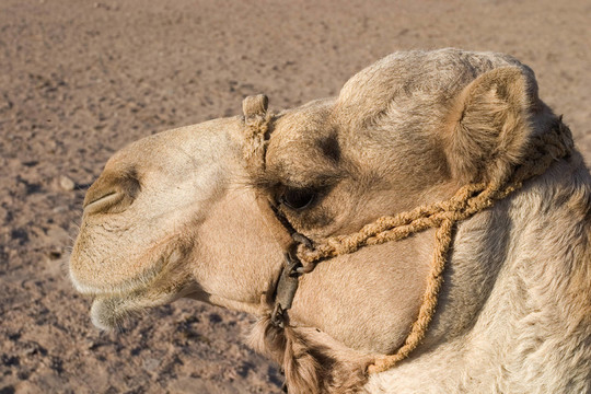 camel portrait