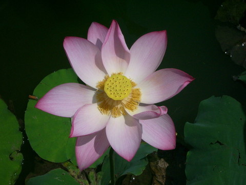 印度蓮花
